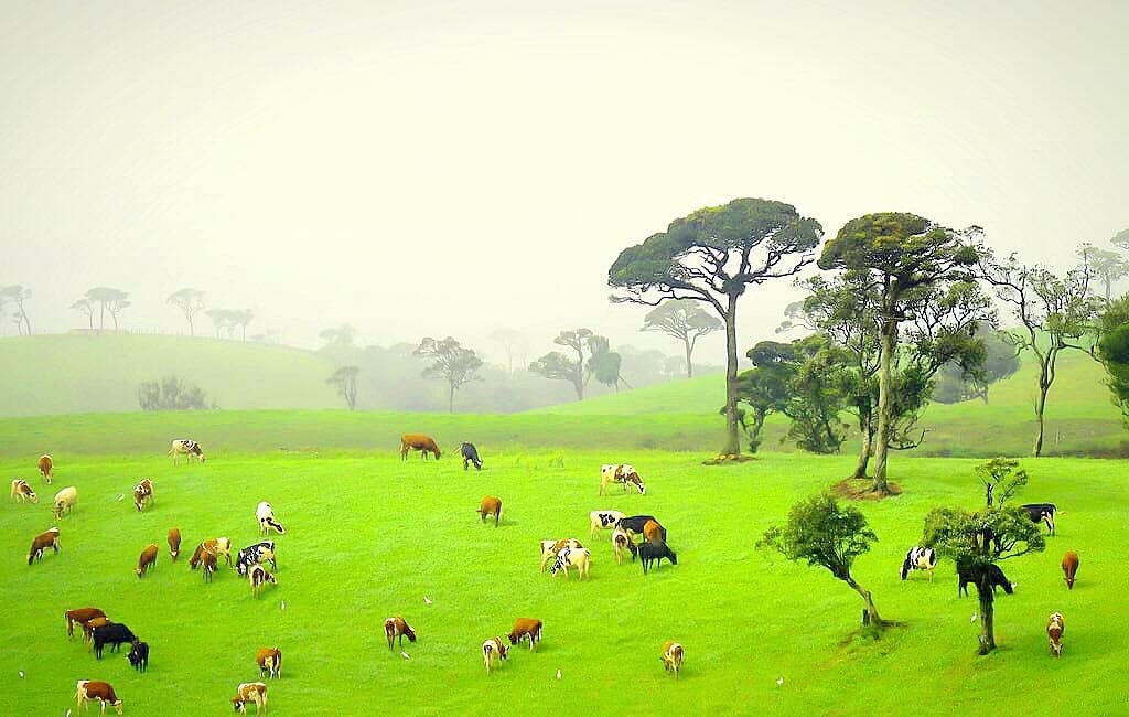 Ambewela Farm – Little New Zealand