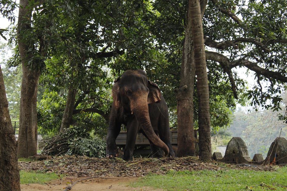 Pinnawala Elephant Orphanage