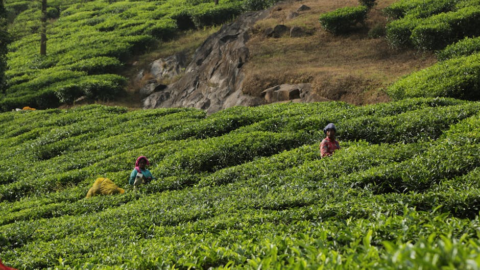 Nuwara Eliya (“Little England”) and its tea estates