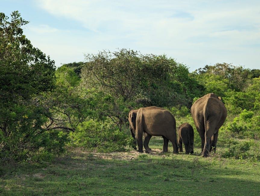Yala National Park