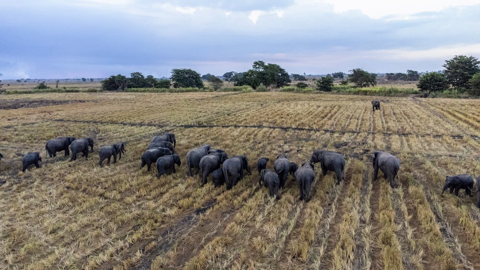 Pinnawala Elephant Orphanage