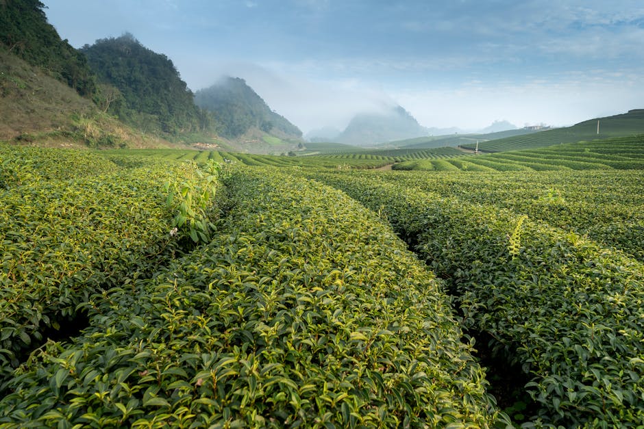 Nuwara Eliya (“Little England”) and its tea estates