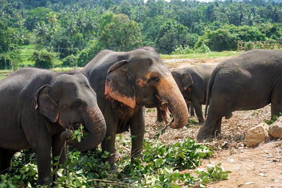 Pinnawala Elephant Orphanage