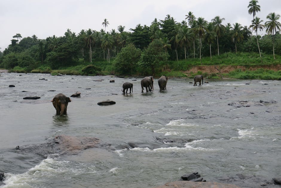 Pinnawala Elephant Orphanage
