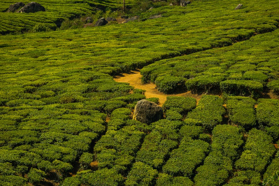 Nuwara Eliya (“Little England”) and its tea estates