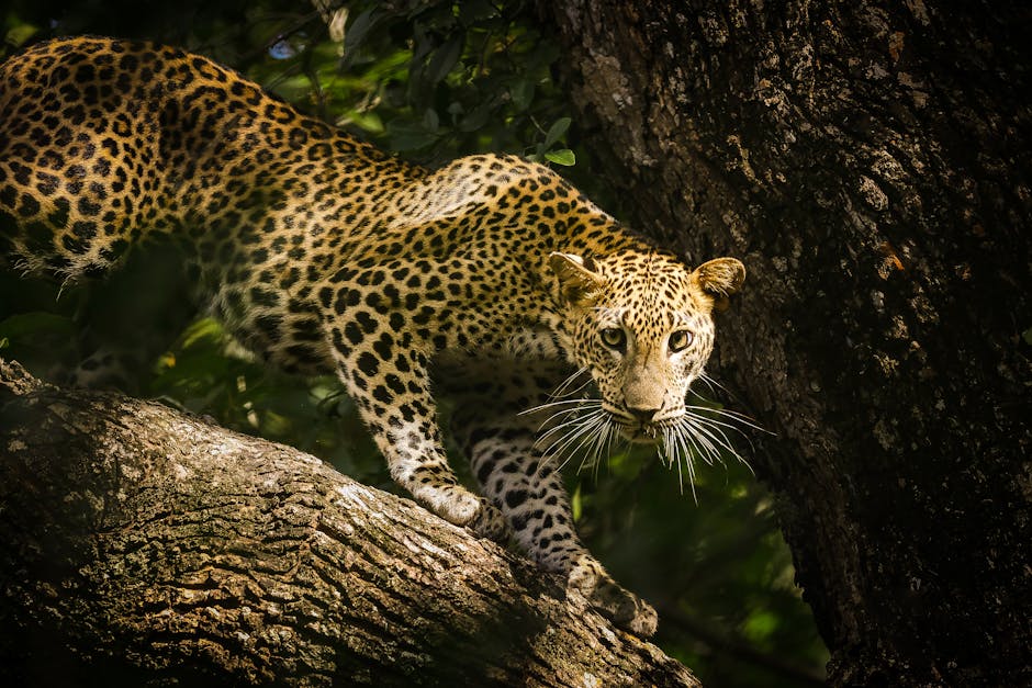Yala National Park